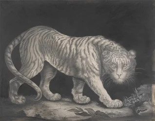 Un tigre merodeador